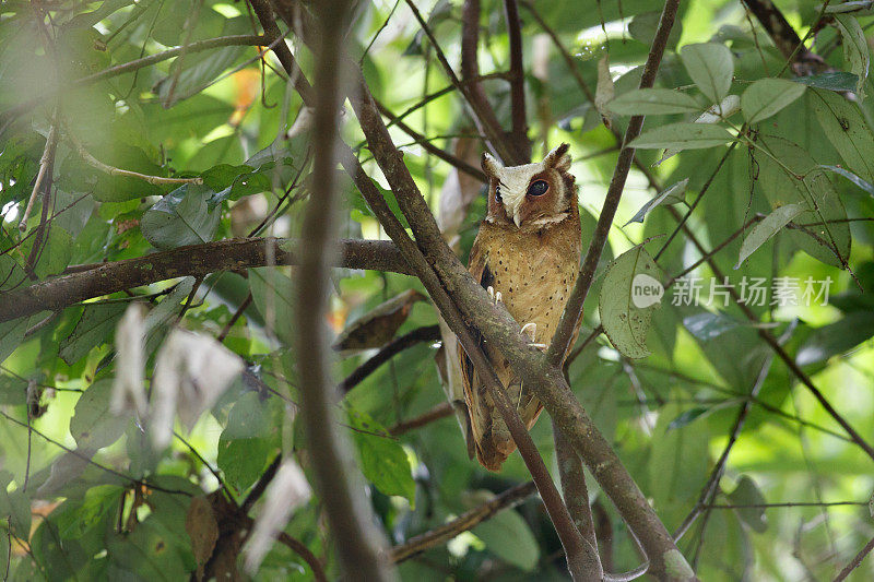 夜行鸟:成年白额镜鸮(Otus sagittatus)。